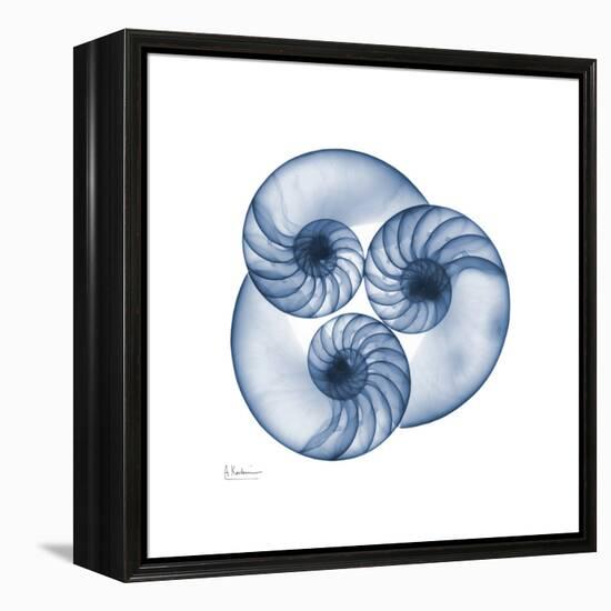 Indigo Nautilus Trio-Albert Koetsier-Framed Stretched Canvas