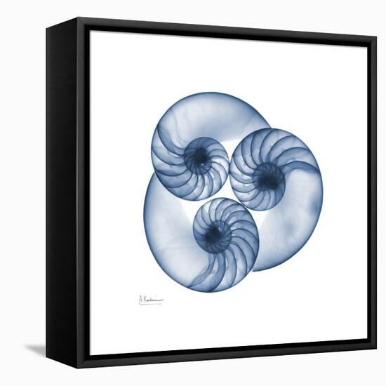 Indigo Nautilus Trio-Albert Koetsier-Framed Stretched Canvas