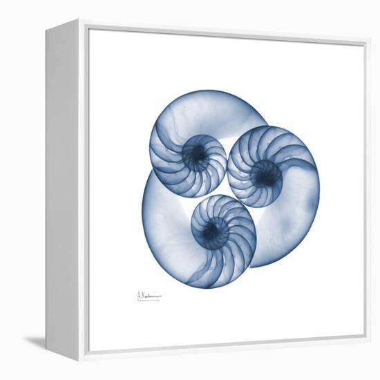 Indigo Nautilus Trio-Albert Koetsier-Framed Stretched Canvas