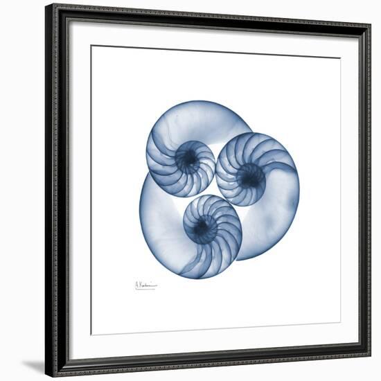 Indigo Nautilus Trio-Albert Koetsier-Framed Art Print