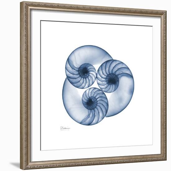 Indigo Nautilus Trio-Albert Koetsier-Framed Art Print