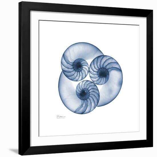 Indigo Nautilus Trio-Albert Koetsier-Framed Art Print