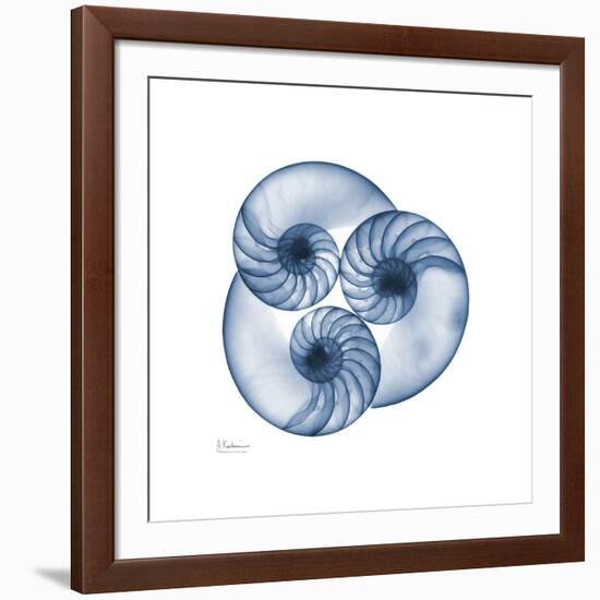 Indigo Nautilus Trio-Albert Koetsier-Framed Art Print