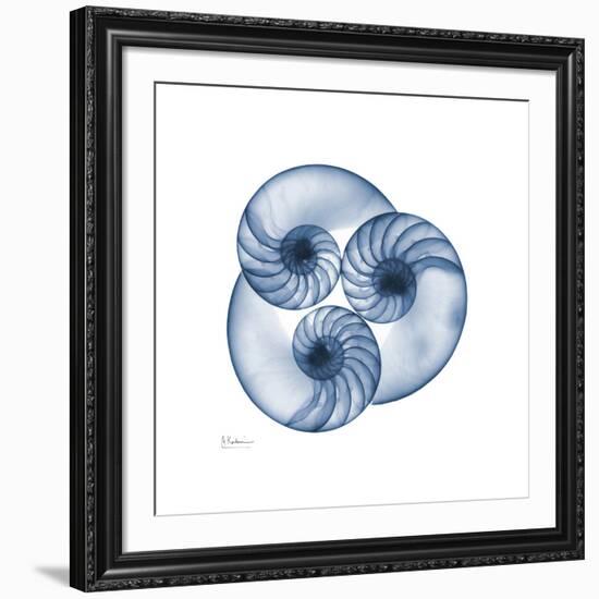 Indigo Nautilus Trio-Albert Koetsier-Framed Art Print