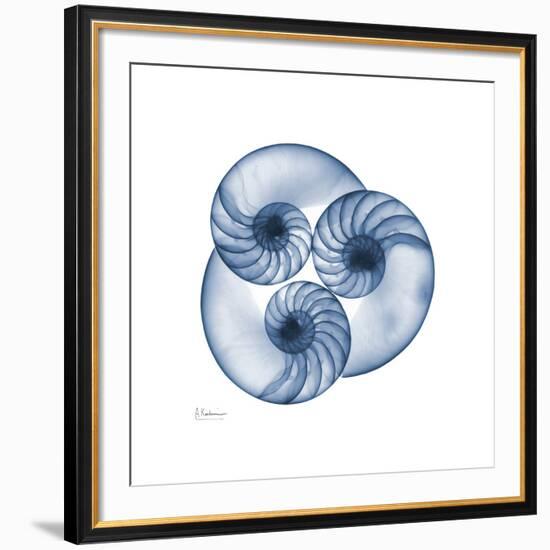 Indigo Nautilus Trio-Albert Koetsier-Framed Art Print