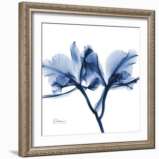 Indigo Orchid-Albert Koetsier-Framed Art Print