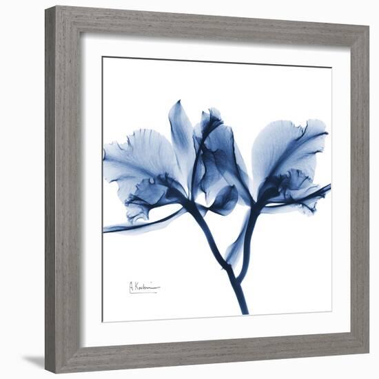 Indigo Orchid-Albert Koetsier-Framed Art Print