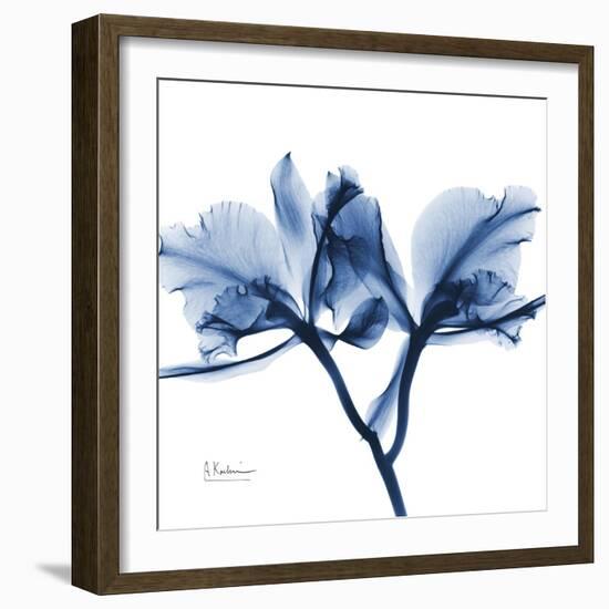 Indigo Orchid-Albert Koetsier-Framed Art Print