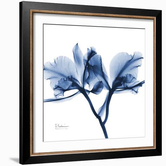 Indigo Orchid-Albert Koetsier-Framed Art Print