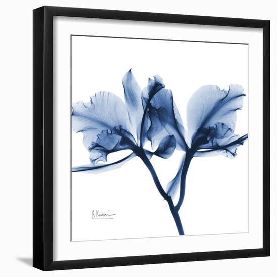 Indigo Orchid-Albert Koetsier-Framed Art Print