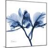 Indigo Orchid-Albert Koetsier-Mounted Art Print