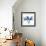 Indigo Orchid-Albert Koetsier-Framed Art Print displayed on a wall