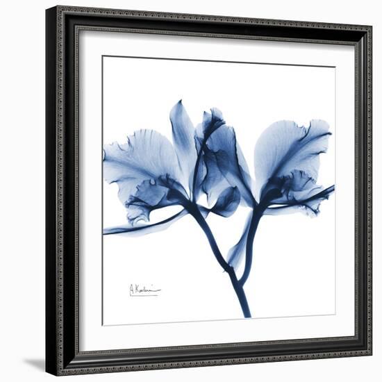 Indigo Orchid-Albert Koetsier-Framed Art Print