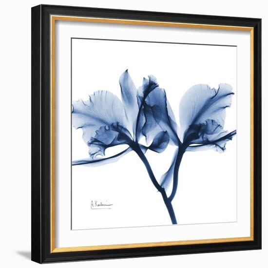 Indigo Orchid-Albert Koetsier-Framed Art Print