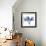 Indigo Orchid-Albert Koetsier-Framed Premium Giclee Print displayed on a wall