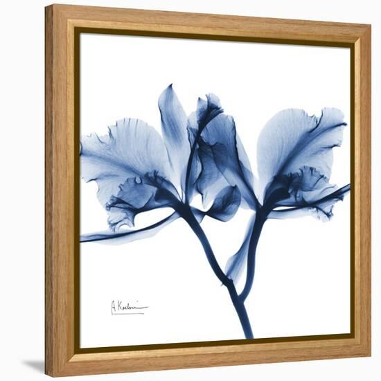 Indigo Orchid-Albert Koetsier-Framed Stretched Canvas