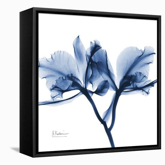 Indigo Orchid-Albert Koetsier-Framed Stretched Canvas