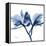 Indigo Orchid-Albert Koetsier-Framed Stretched Canvas