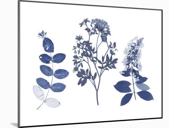 Indigo Pressed Florals I-Studio W-Mounted Art Print