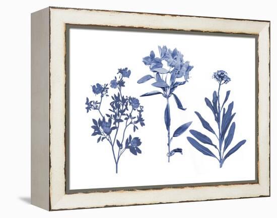 Indigo Pressed Florals II-Studio W-Framed Stretched Canvas