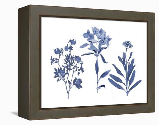 Indigo Pressed Florals II-Studio W-Framed Stretched Canvas