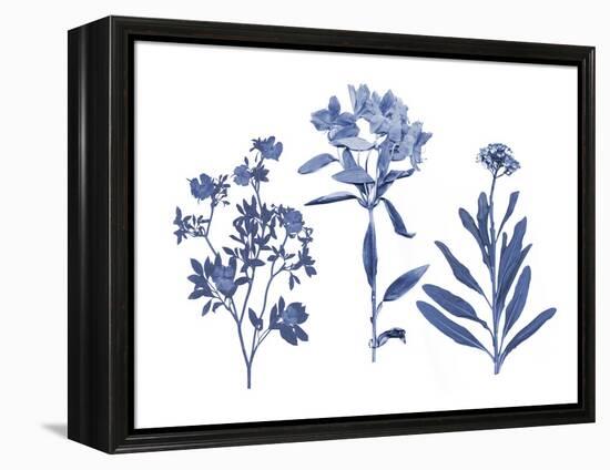 Indigo Pressed Florals II-Studio W-Framed Stretched Canvas