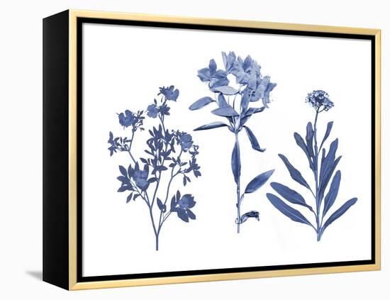 Indigo Pressed Florals II-Studio W-Framed Stretched Canvas