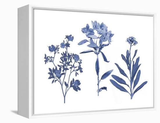 Indigo Pressed Florals II-Studio W-Framed Stretched Canvas