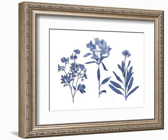 Indigo Pressed Florals II-Studio W-Framed Art Print