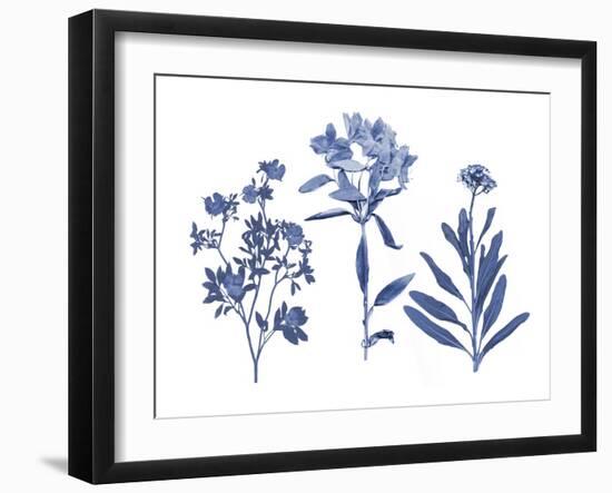 Indigo Pressed Florals II-Studio W-Framed Art Print