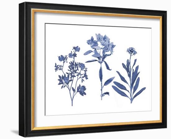 Indigo Pressed Florals II-Studio W-Framed Art Print