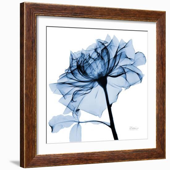 Indigo Rose 2-Albert Koetsier-Framed Art Print