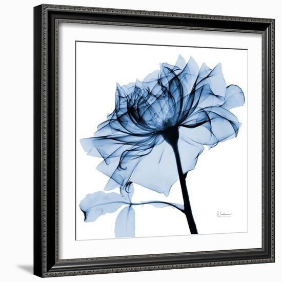 Indigo Rose 2-Albert Koetsier-Framed Art Print