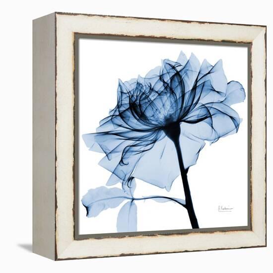 Indigo Rose 2-Albert Koetsier-Framed Stretched Canvas