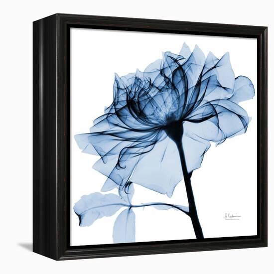 Indigo Rose 2-Albert Koetsier-Framed Stretched Canvas