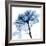 Indigo Rose 2-Albert Koetsier-Framed Premium Giclee Print