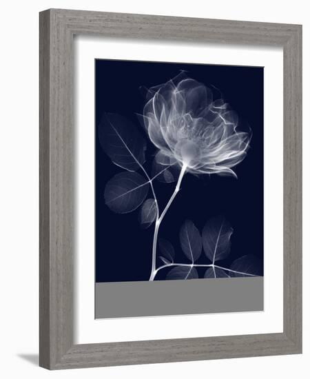 Indigo Rose Dynasty 1-Albert Koetsier-Framed Art Print