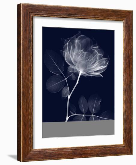 Indigo Rose Dynasty 1-Albert Koetsier-Framed Art Print