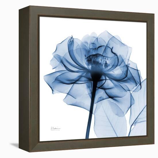 Indigo Rose-Albert Koetsier-Framed Stretched Canvas