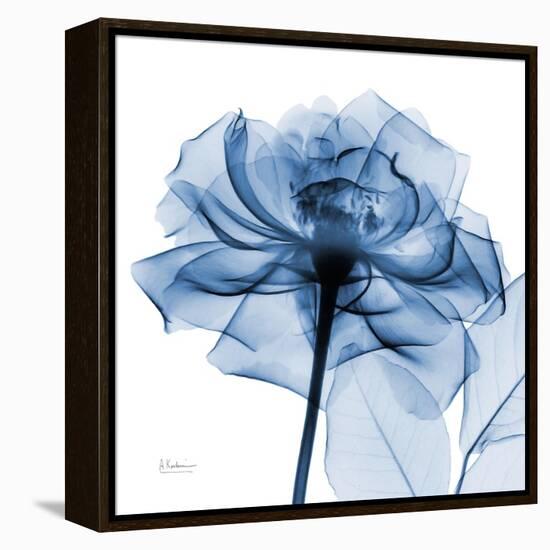 Indigo Rose-Albert Koetsier-Framed Stretched Canvas