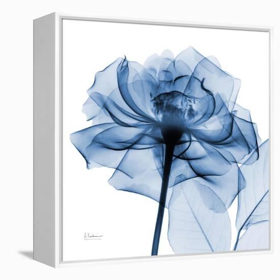 Indigo Rose-Albert Koetsier-Framed Stretched Canvas