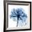 Indigo Rose-Albert Koetsier-Framed Art Print