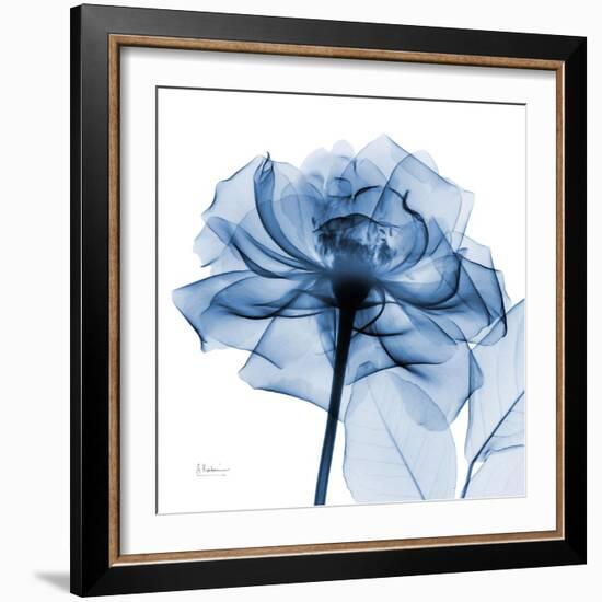 Indigo Rose-Albert Koetsier-Framed Art Print