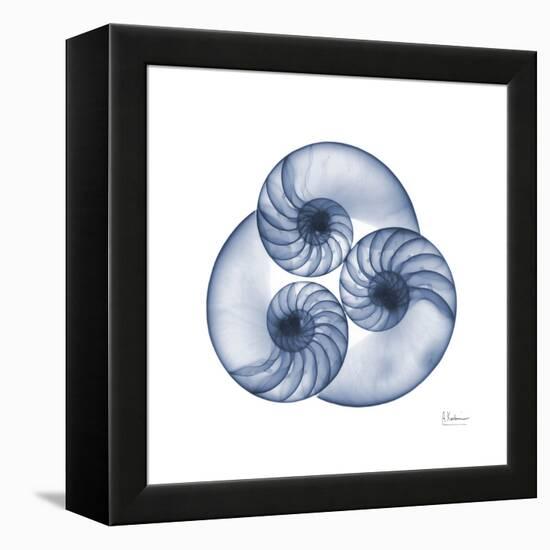 Indigo Sea Nautilus-Albert Koetsier-Framed Stretched Canvas