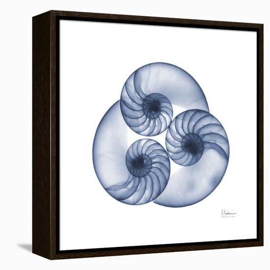 Indigo Sea Nautilus-Albert Koetsier-Framed Stretched Canvas