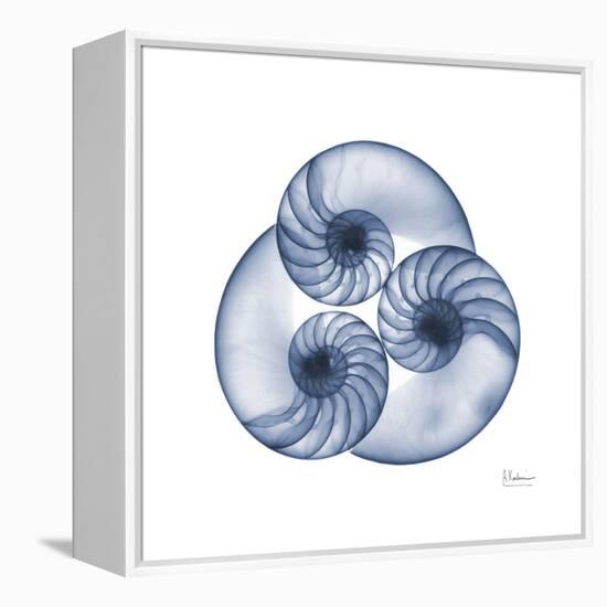 Indigo Sea Nautilus-Albert Koetsier-Framed Stretched Canvas