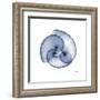 Indigo Sea Shells-Albert Koetsier-Framed Art Print
