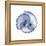 Indigo Sea Shells-Albert Koetsier-Framed Stretched Canvas