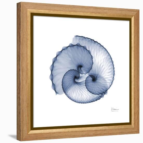 Indigo Sea Shells-Albert Koetsier-Framed Stretched Canvas