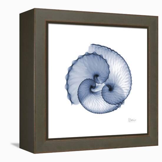 Indigo Sea Shells-Albert Koetsier-Framed Stretched Canvas